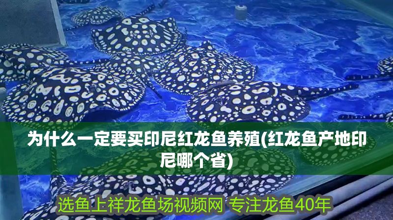 為什么一定要買印尼紅龍魚養殖(紅龍魚產地印尼哪個省)