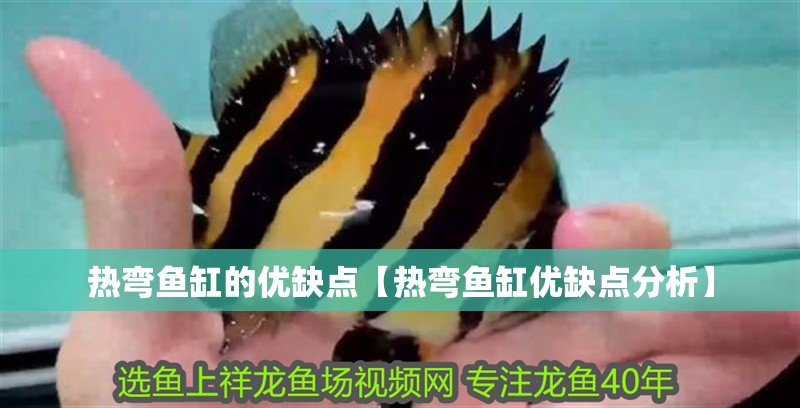熱彎魚缸的優缺點【熱彎魚缸優缺點分析】