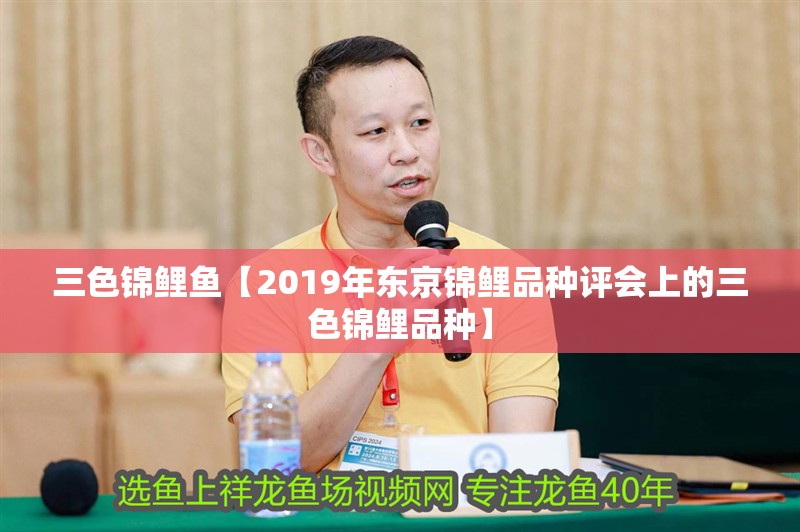 三色錦鯉魚【2019年東京錦鯉品種評會上的三色錦鯉品種】 三色錦鯉魚【2019年東京錦鯉品種評會上的三色錦鯉品種】 龍魚論壇