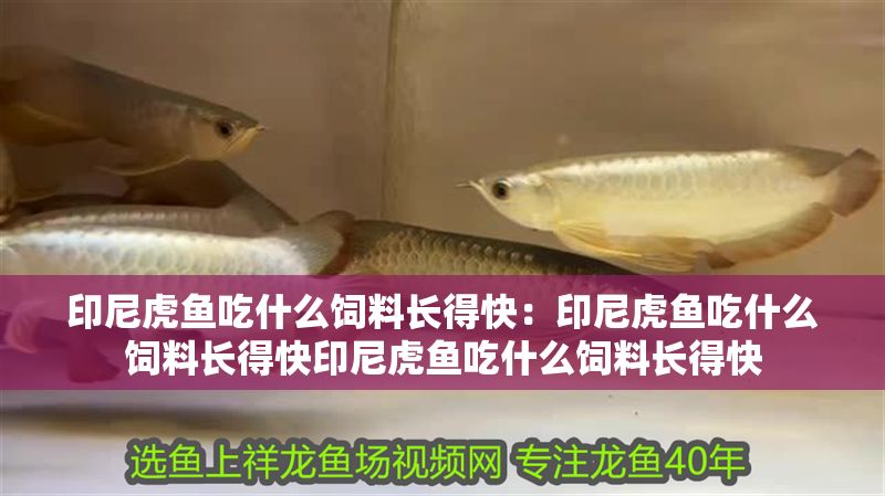 印尼虎魚吃什么飼料長得快：印尼虎魚吃什么飼料長得快印尼虎魚吃什么飼料長得快