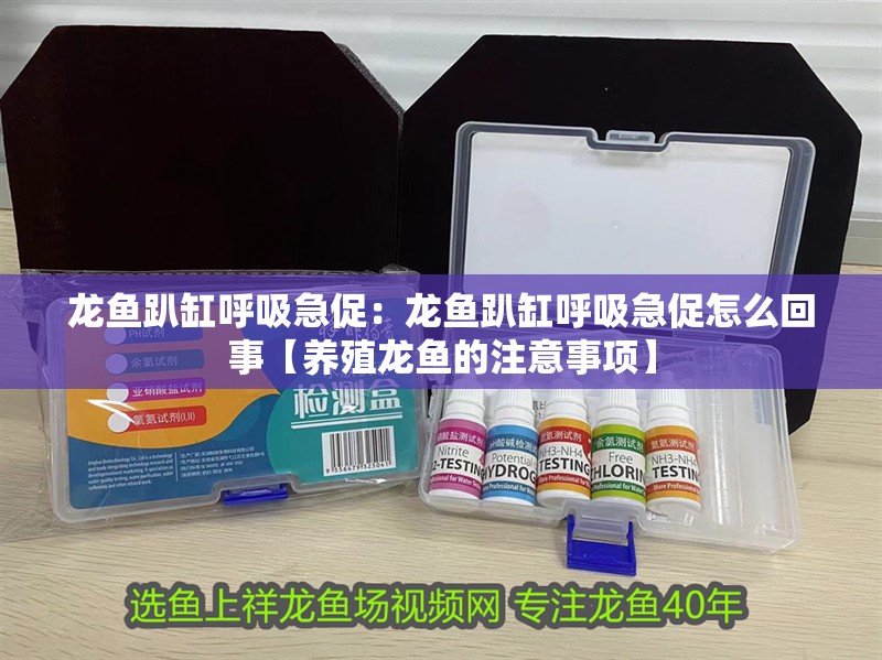龍魚(yú)趴缸呼吸急促：龍魚(yú)趴缸呼吸急促怎么回事【養(yǎng)殖龍魚(yú)的注意事項(xiàng)】