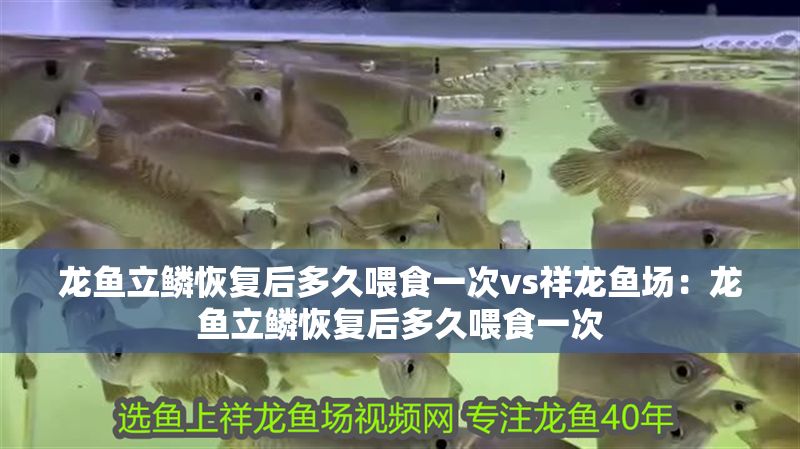 龍魚立鱗恢復(fù)后多久喂食一次vs祥龍魚場：龍魚立鱗恢復(fù)后多久喂食一次