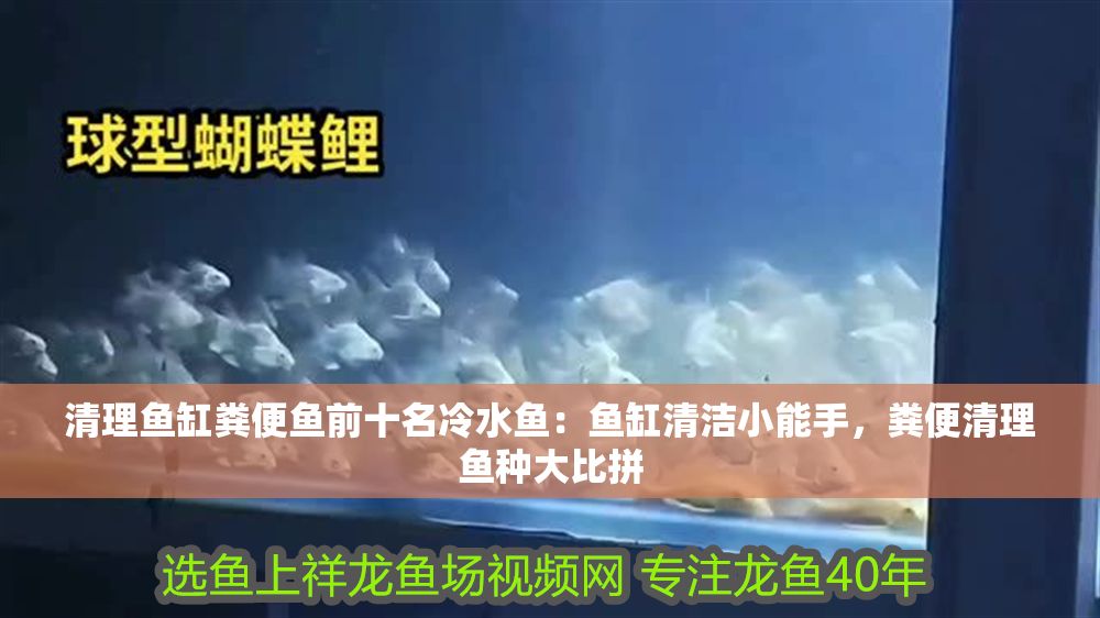 詳細閱讀:清理魚缸糞便魚前十名冷水魚:魚缸清潔小能手,糞便清理魚種大比拼 清理魚缸糞便魚前十名冷水魚:魚缸清潔小能手,糞便清理魚種大比拼