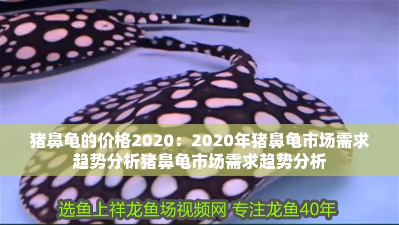 豬鼻龜的價格2020：2020年豬鼻龜市場需求趨勢分析豬鼻龜市場需求趨勢分析
