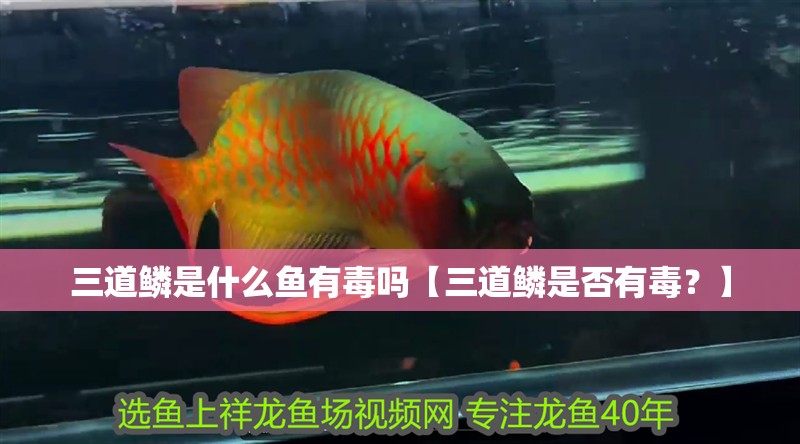 三道鱗是什么魚有毒嗎【三道鱗是否有毒?】 龍魚論壇 三道鱗是什么魚有毒嗎【三道鱗是否有毒?】 三道鱗是什么魚有毒嗎【三道鱗是否有毒?】 龍魚論壇