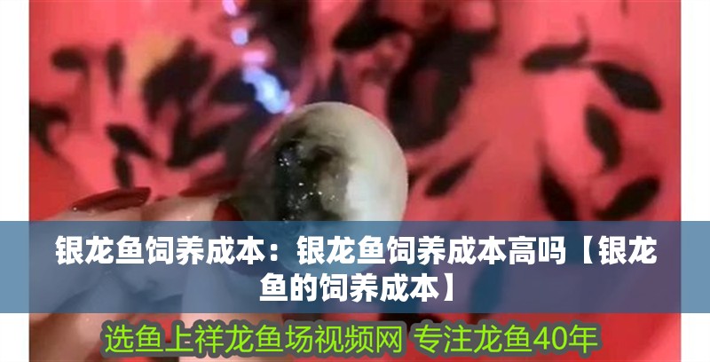 銀龍魚飼養成本：銀龍魚飼養成本高嗎【銀龍魚的飼養成本】