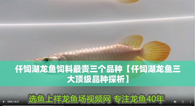 仟飼湖龍魚飼料最貴三個品種【仟飼湖龍魚三大頂級品種探析】
