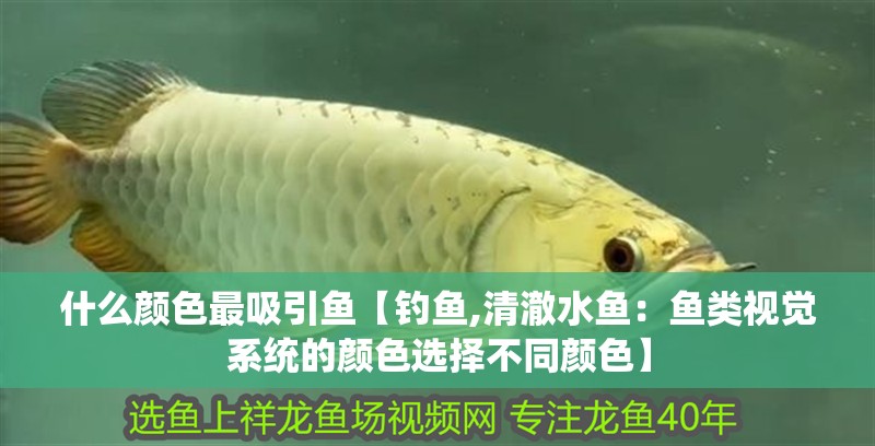 什么顏色最吸引魚(yú)【釣魚(yú),清澈水魚(yú)：魚(yú)類(lèi)視覺(jué)系統(tǒng)的顏色選擇不同顏色】