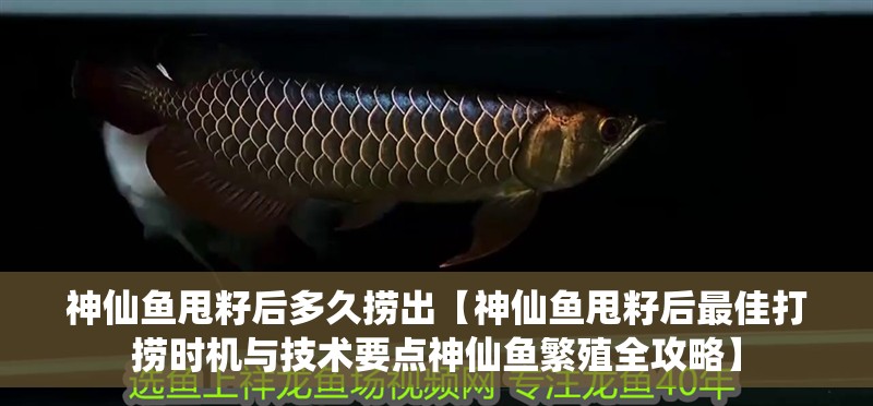 神仙魚(yú)甩籽后多久撈出【神仙魚(yú)甩籽后最佳打撈時(shí)機(jī)與技術(shù)要點(diǎn)神仙魚(yú)繁殖全攻略】