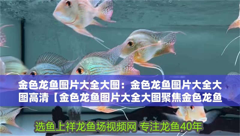金色龍魚圖片大全大圖：金色龍魚圖片大全大圖高清【金色龍魚圖片大全大圖聚焦金色龍魚圖片大全大圖聚焦】