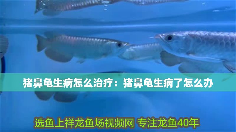 豬鼻龜生病怎么治療：豬鼻龜生病了怎么辦