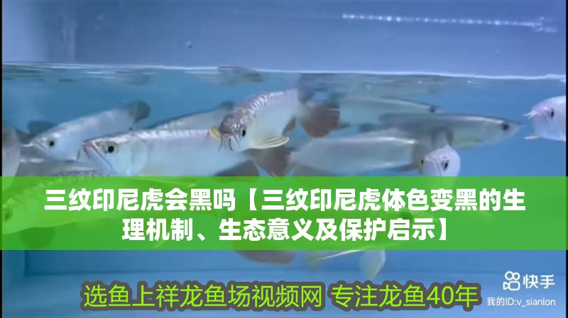 三紋印尼虎會黑嗎【三紋印尼虎體色變黑的生理機(jī)制、生態(tài)意義及保護(hù)啟示】