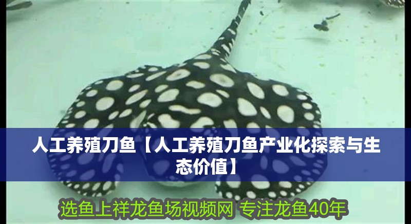 人工養(yǎng)殖刀魚【人工養(yǎng)殖刀魚產(chǎn)業(yè)化探索與生態(tài)價值】
