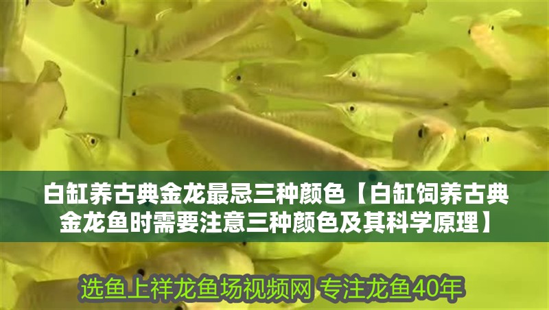 白缸養古典金龍最忌三種顏色【白缸飼養古典金龍魚時需要注意三種顏色及其科學原理】