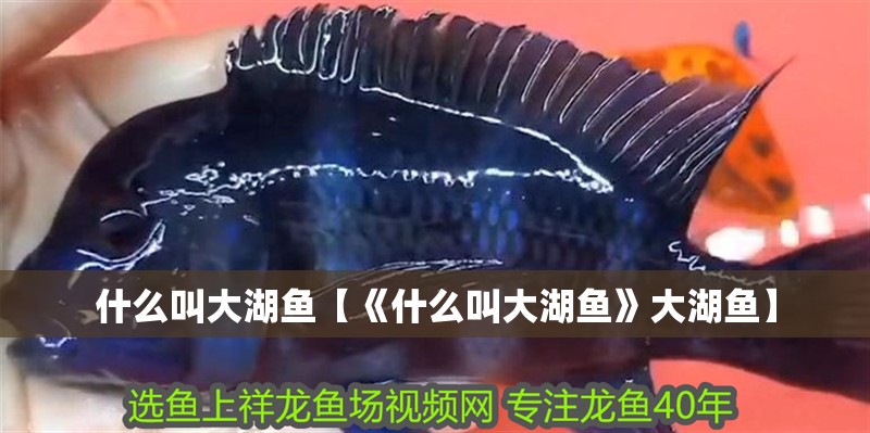 詳細閱讀:什么叫大湖魚【《什么叫大湖魚》大湖魚】 什么叫大湖魚【《什么叫大湖魚》大湖魚】