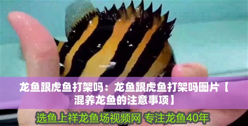 龍魚跟虎魚打架嗎：龍魚跟虎魚打架嗎圖片【混養龍魚的注意事項】