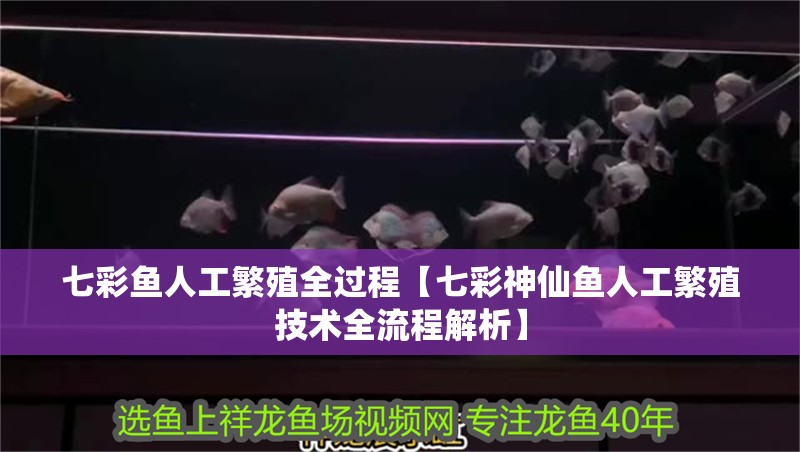 七彩魚人工繁殖全過程【七彩神仙魚人工繁殖技術(shù)全流程解析】