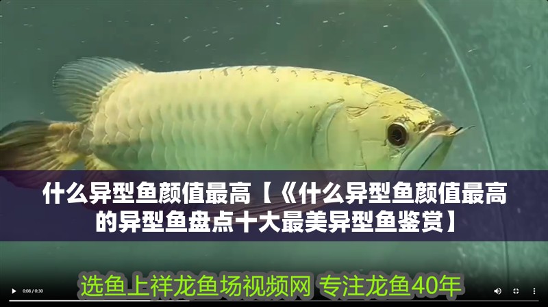 什么異型魚顏值最高【《什么異型魚顏值最高的異型魚盤點十大最美異型魚鑒賞】