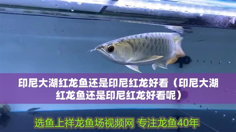 印尼大湖紅龍魚還是印尼紅龍好看（印尼大湖紅龍魚還是印尼紅龍好看呢）