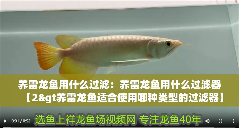 養(yǎng)雷龍魚用什么過(guò)濾：養(yǎng)雷龍魚用什么過(guò)濾器【2&gt養(yǎng)雷龍魚適合使用哪種類型的過(guò)濾器】
