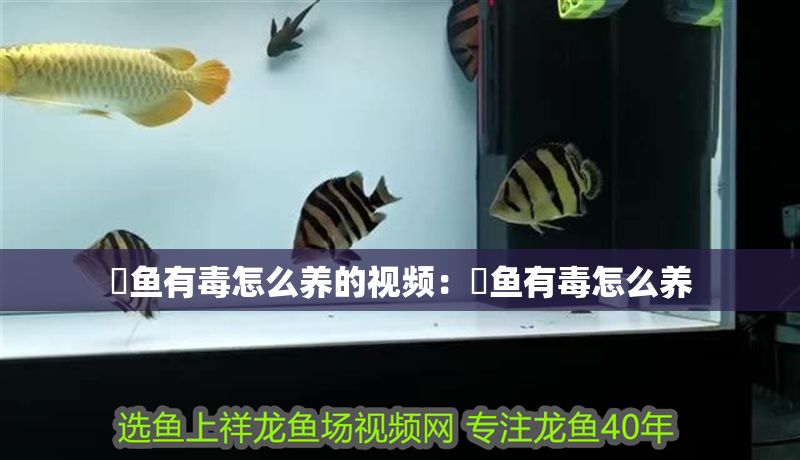 魟魚有毒怎么養的視頻：魟魚有毒怎么養