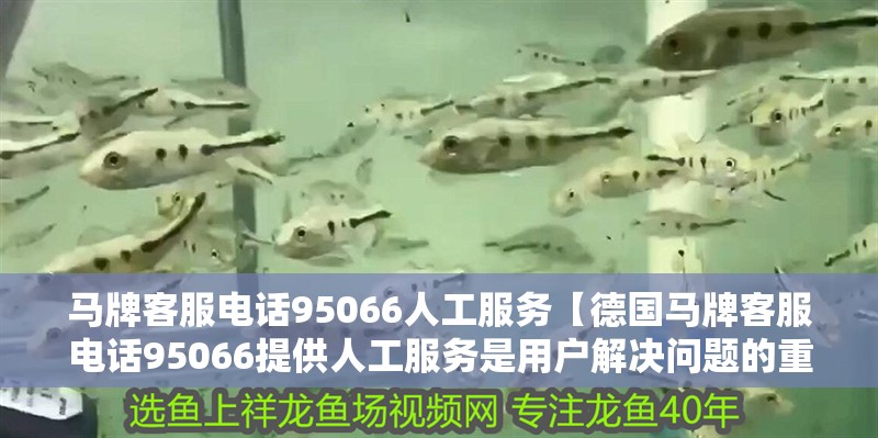 馬牌客服電話95066人工服務【德國馬牌客服電話95066提供人工服務是用戶解決問題的重要渠道】 龍魚百科 馬牌客服電話95066人工服務【德國馬牌客服電話95066提供人工服務是用戶解決問題的重要渠道】 馬牌客服電話95066人工服務【德國馬牌客服電話95066提供人工服務是用戶解決問題的重要渠道】 龍魚百科