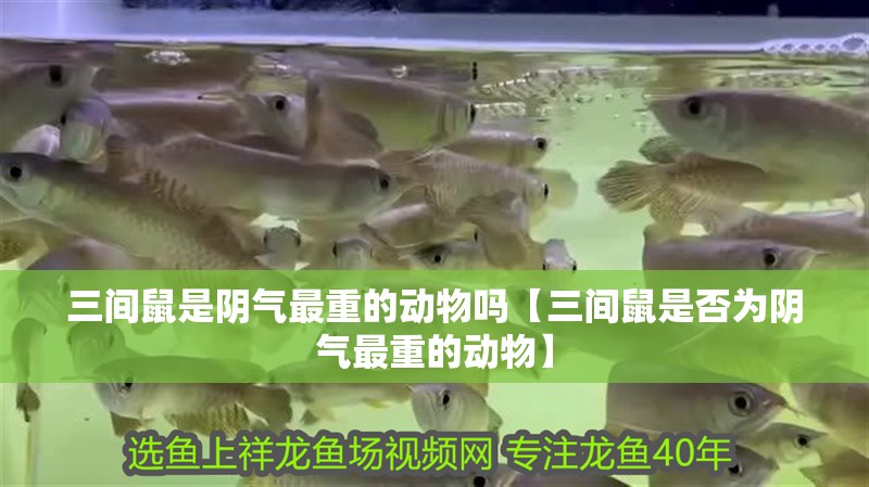 三間鼠是陰氣最重的動物嗎【三間鼠是否為陰氣最重的動物】