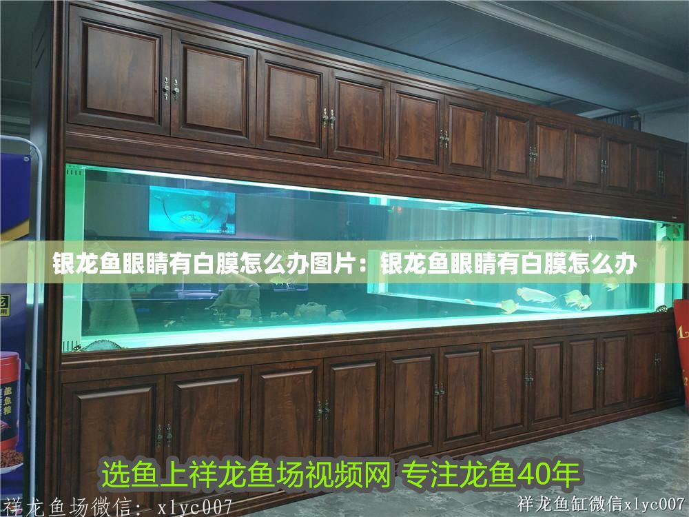 銀龍魚眼睛有白膜怎么辦圖片：銀龍魚眼睛有白膜怎么辦