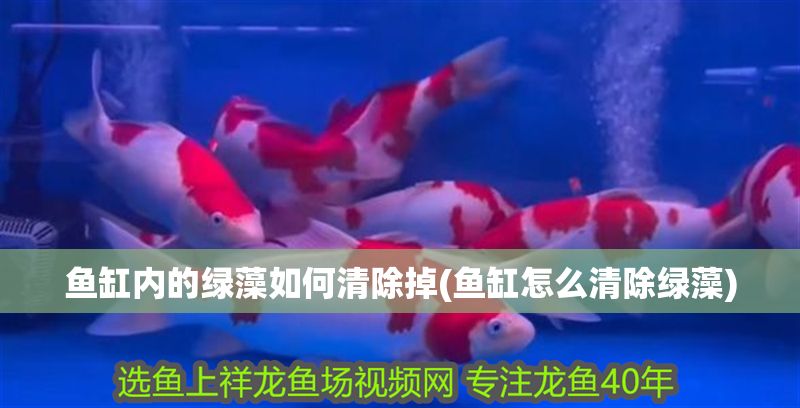 魚缸內(nèi)的綠藻如何清除掉(魚缸怎么清除綠藻)