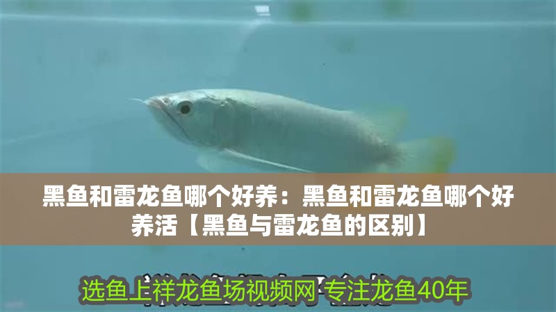黑魚和雷龍魚哪個好養：黑魚和雷龍魚哪個好養活【黑魚與雷龍魚的區別】