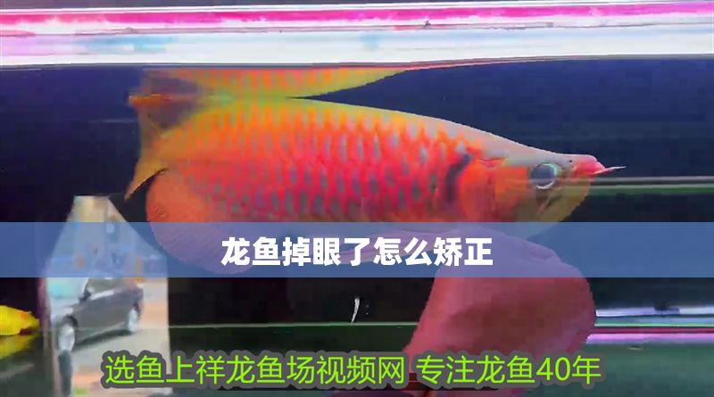 龍魚掉眼了怎么矯正