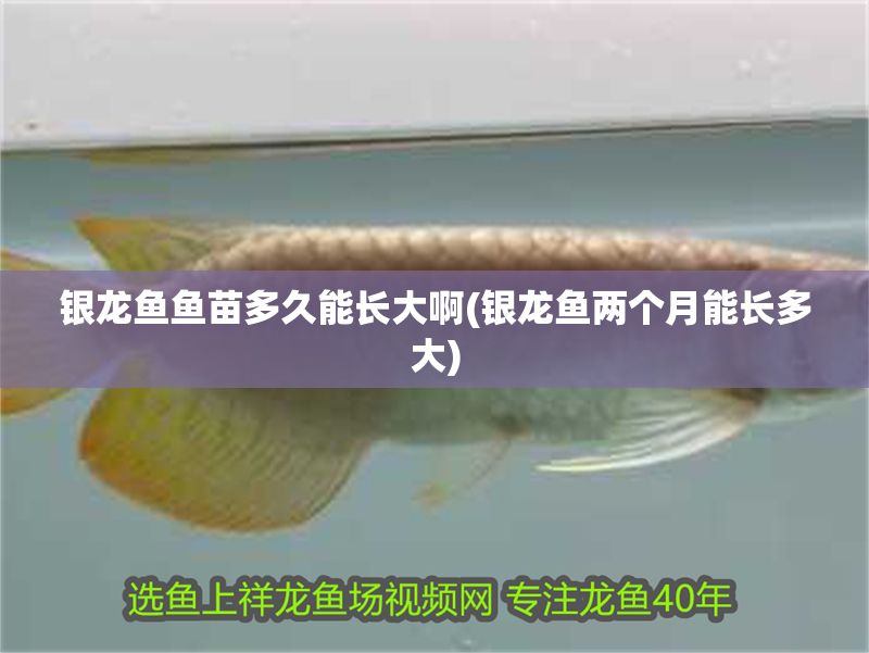 銀龍魚魚苗多久能長大啊(銀龍魚兩個月能長多大)
