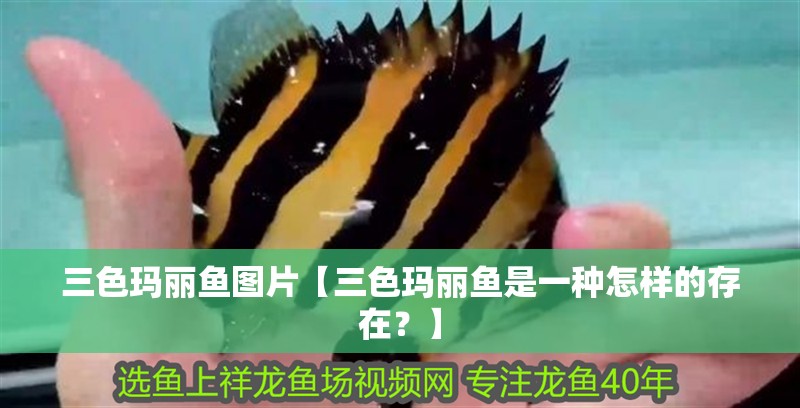 三色瑪麗魚圖片【三色瑪麗魚是一種怎樣的存在？】