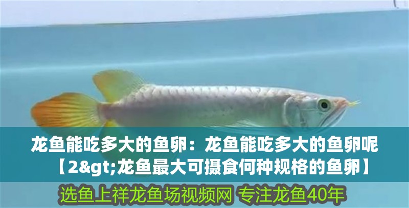 龍魚(yú)能吃多大的魚(yú)卵：龍魚(yú)能吃多大的魚(yú)卵呢【2>龍魚(yú)最大可攝食何種規(guī)格的魚(yú)卵】