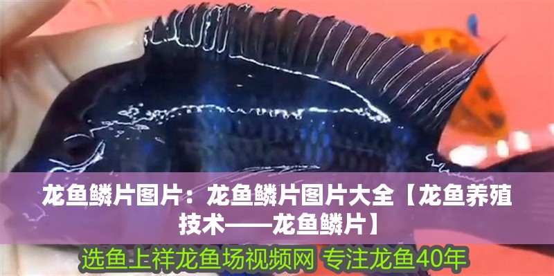 龍魚鱗片圖片：龍魚鱗片圖片大全【龍魚養(yǎng)殖技術(shù)——龍魚鱗片】
