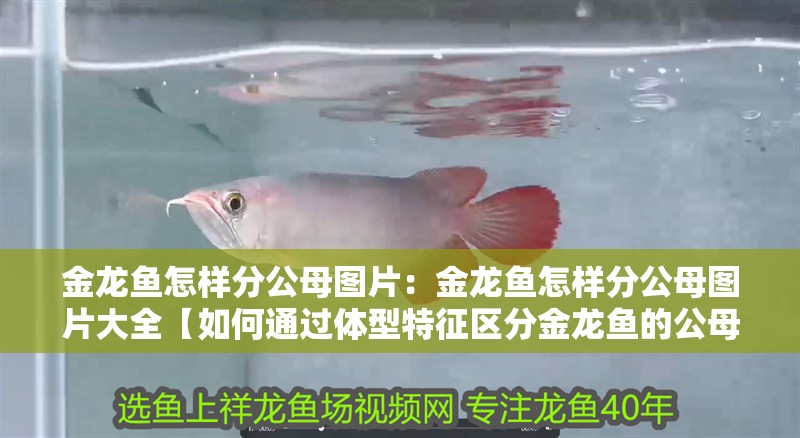 金龍魚怎樣分公母圖片：金龍魚怎樣分公母圖片大全【如何通過體型特征區(qū)分金龍魚的公母？】