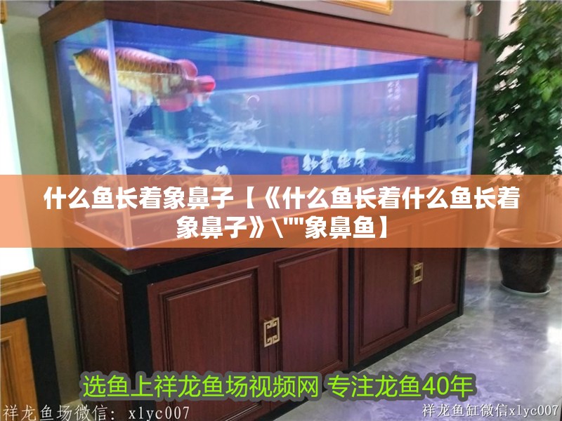什么魚長著象鼻子【《什么魚長著什么魚長著象鼻子》\