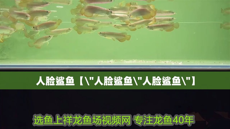 人臉鯊魚【\