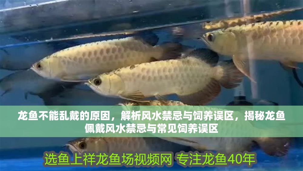 詳細閱讀:龍魚不能亂戴的原因,解析風水禁忌與飼養誤區,揭秘龍魚佩戴風水禁忌與常見飼養誤區 龍魚不能亂戴的原因,解析風水禁忌與飼養誤區,揭秘龍魚佩戴風水禁忌與常見飼養誤區