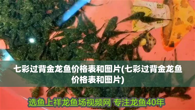 七彩過背金龍魚價格表和圖片(七彩過背金龍魚價格表和圖片) 金龍魚百科 第1張 七彩過背金龍魚價格表和圖片(七彩過背金龍魚價格表和圖片) 七彩過背金龍魚價格表和圖片(七彩過背金龍魚價格表和圖片) 金龍魚百科 第1張