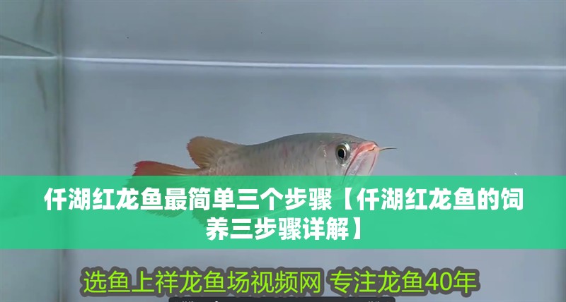 仟湖紅龍魚最簡單三個步驟【仟湖紅龍魚的飼養三步驟詳解】