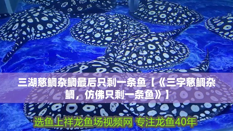 三湖慈鯛雜鯛最后只剩一條魚【《三字慈鯛雜鯛，仿佛只剩一條魚》】