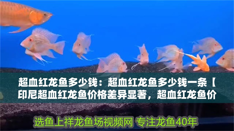 超血紅龍魚多少錢：超血紅龍魚多少錢一條【印尼超血紅龍魚價格差異顯著，超血紅龍魚價格差異顯著】