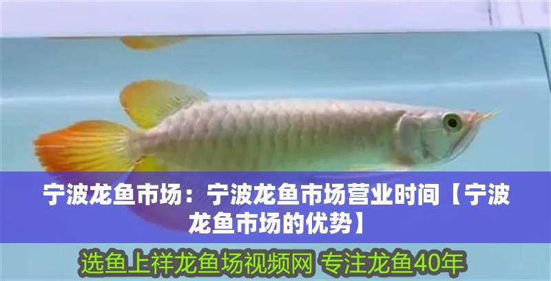 寧波龍魚市場：寧波龍魚市場營業時間【寧波龍魚市場的優勢】