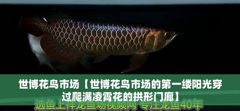 世博花鳥市場【世博花鳥市場的第一縷陽光穿過爬滿凌霄花的拱形門廊】