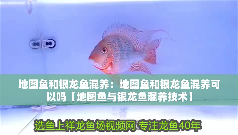 地圖魚和銀龍魚混養：地圖魚和銀龍魚混養可以嗎【地圖魚與銀龍魚混養技術】