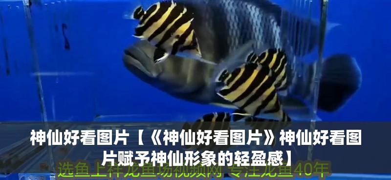 神仙好看圖片【《神仙好看圖片》神仙好看圖片賦予神仙形象的輕盈感】