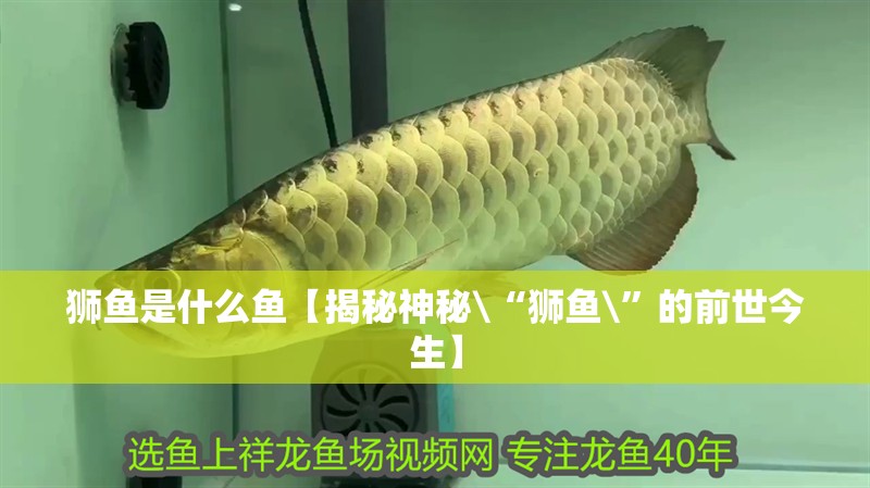 詳細閱讀:獅魚是什么魚【揭秘神秘\“獅魚\”的前世今生】 獅魚是什么魚【揭秘神秘\“獅魚\”的前世今生】