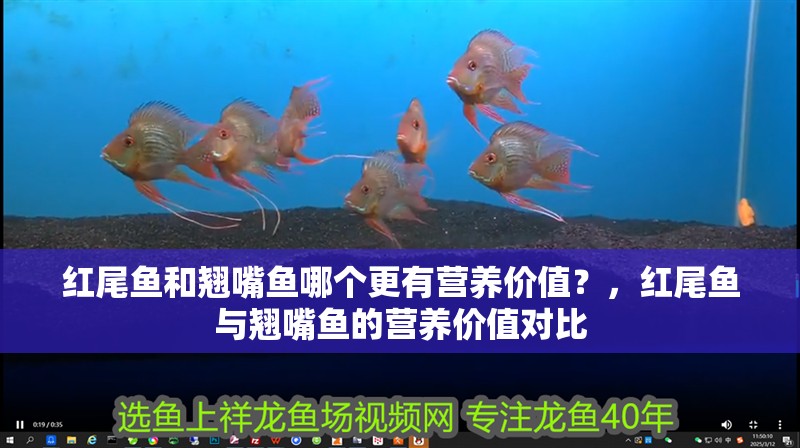 紅尾魚和翹嘴魚哪個更有營養(yǎng)價值？，紅尾魚與翹嘴魚的營養(yǎng)價值對比