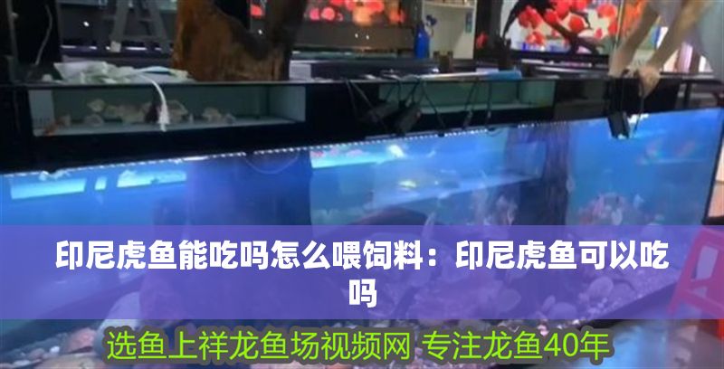 印尼虎魚能吃嗎怎么喂飼料：印尼虎魚可以吃嗎